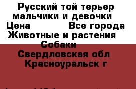 Русский той-терьер мальчики и девочки › Цена ­ 8 000 - Все города Животные и растения » Собаки   . Свердловская обл.,Красноуральск г.